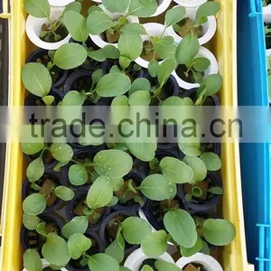 Wholesale Price Hydroponics Rockwool Manufacturer thumbnail-6