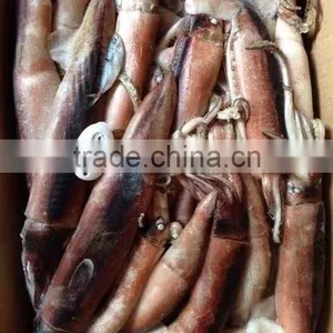 Japenese Squid Product Type thumbnail-1