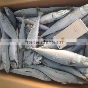 BQF 200-300g Whole Round Seafrozen Pacific Mackerel thumbnail-1