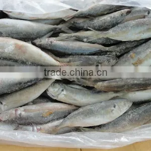 Frozen Sardine thumbnail-1