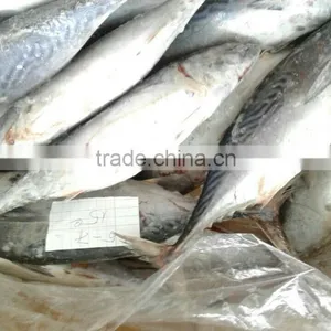 Skip Jack Tuna/ Aku Fish/ Katsuwonus Pelamis Fish thumbnail-1
