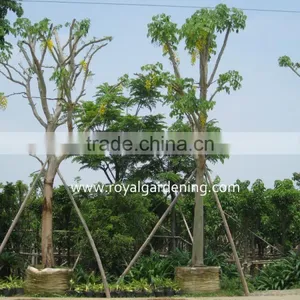 Cassia Fistula Big Flower Trees thumbnail-1