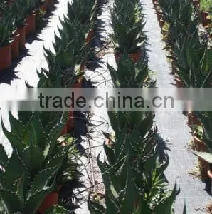 Agave Salmiana Var. Ferox "Manguey de Pulque" in 8 Liters Pot thumbnail-2