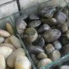 Pebble Stone / Cobbles Stone thumbnail-1