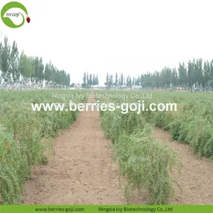 Factory Hot Sale Dried Himalayan Goji Berries thumbnail-3