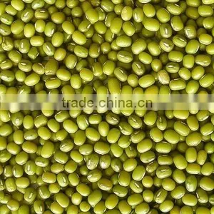 Mungbean thumbnail-1