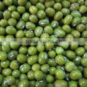 Green Bean thumbnail-1
