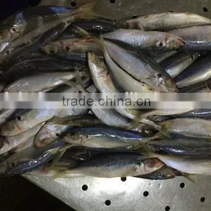 Frozen Mackerel Fish Equus Lacertus With Size 90 - 110 g / Pcs thumbnail-2