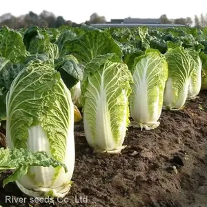 2200pcs Green Leaf Vegetables Brassica Rapa Pekinensis Seed Hybrid Fast Growing Chinese Cabbage Seeds thumbnail-2