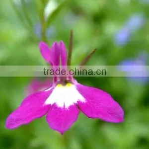 Sessile Lobelia, Lobelia, Flower Seeds , Herb Seed,vegetalbe Seed,fruit Seed,grass Seed thumbnail-6