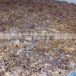 Seaweed Eucheuma Cottonii Origin Sulawesi thumbnail-1