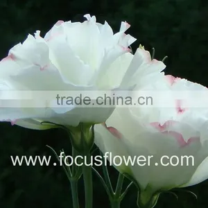 Wide Varieties Fresh Cut Flower Color Lisianthus Purple Lisianthus Flowers From Yunnan, China thumbnail-6