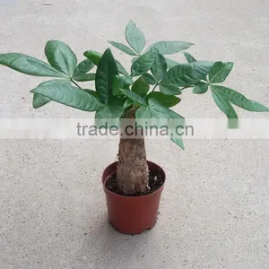 Woody Pachira Aquatica Outdoor Plants Trees and Flowers thumbnail-5