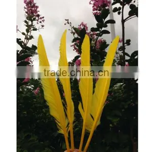 Natural Humpback Feathers 30-40cm 12-16inches thumbnail-4