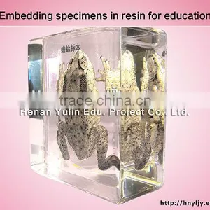 3D Primary School Standard Toad Specimen for Biology Teaching thumbnail-1