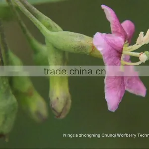 2016 Ningxia Chunqi Wolfberry /Gojiberry From Manufacture in Bulk thumbnail-2