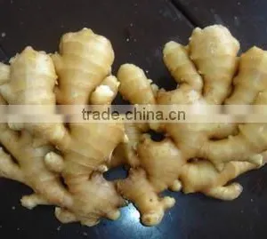 China Fresh Ginger thumbnail-1