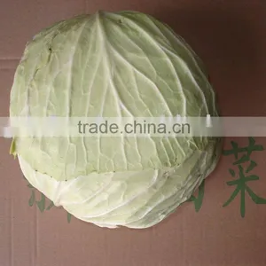 Fresh Preserved Cabbage thumbnail-1