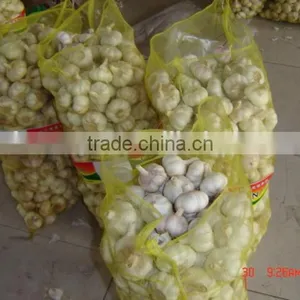 Normal White Garlic thumbnail-2