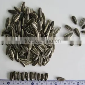 Sunflower Seeds Black Long Shape 22/64 thumbnail-1