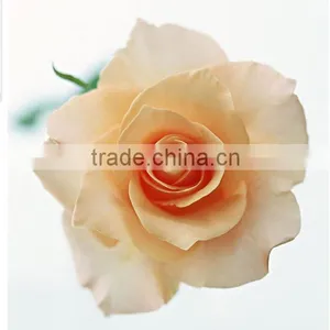 Wholesale Grade A Fresh Roses From India Fresh Rose Petals thumbnail-3