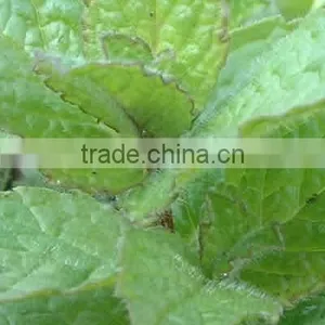 Apple Mint Flavor for Oral Cares thumbnail-1