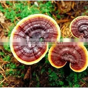 Reishi Mushroom P.E. thumbnail-1