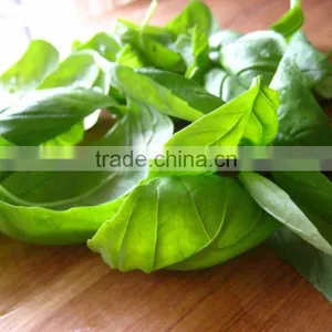 Basil Oil Wholesalers,Natural Basil Oil thumbnail-5