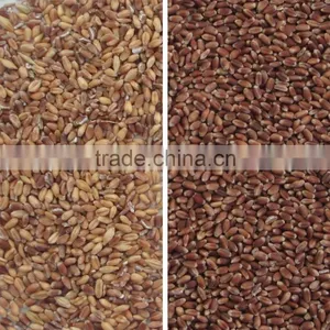 ZRWS High Quality Xinjiang Wheat Color Sorter With Competitive Price thumbnail-5