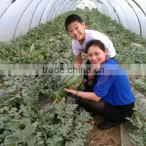 UV Protect Anti Fog Transparent Co Extruded PE Cover Film PE Mulch Film for Watermelon Greenhouse thumbnail-2