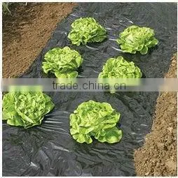 Plastic Agricultural Film With 8cm Holes thumbnail-1