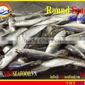 FROZEN MARUADSI (ROUND SCAD) thumbnail-1