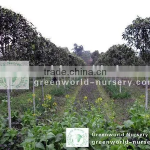 Ligustrum Lucidum High Trunk thumbnail-1