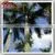 2015 Wholesale Price Artificial Plastic Outdoor Lighted 6M Palm Trees for Decoration thumbnail-1