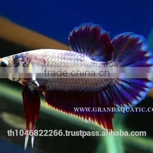 Betta Fish Farm For Sale and Aquarium Fish Exporter thumbnail-2