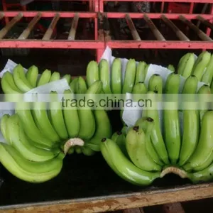 FRESH GREEN CAVENDISH BANANA thumbnail-1