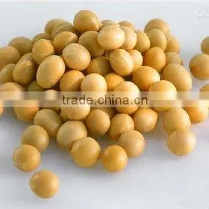 Organic Soya Bean thumbnail-1