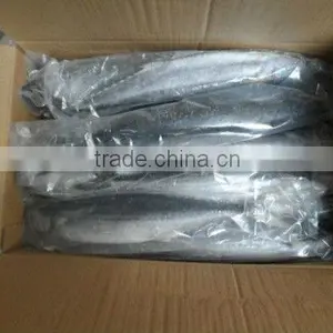 Frozen Spanish Mackarel Fish Whole thumbnail-3