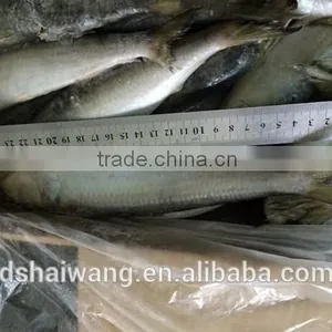 Landing Frozen Sardine Fish With Size 150 - 190 Pcs / 10 kg thumbnail-3