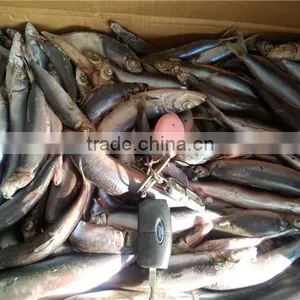 Grade A Sea Frozen Sardine Sardinella Longiceps for Canning thumbnail-5