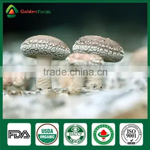 Shiitake Mushroom Fresh Health Food Shiitake Mushroom Whleseller thumbnail-3