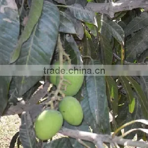 Fresh Mango From Pakistan thumbnail-1