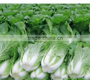 Fresh Long Chinese thumbnail-1