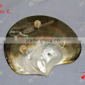 Shell / MOP Plate thumbnail-1