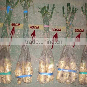 5 Braided Mini Pachira Macrocarpa Aquatica Bonsai Money Tree Plant Indoor Ornamental Decorative Potted Plants Nursery thumbnail-2
