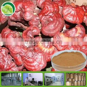 High Quality Ganoderma Extract/ Reishi Mushroom Extract thumbnail-1