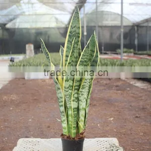 Sansevieria Plants Easy to Grow Enjoy Light thumbnail-1