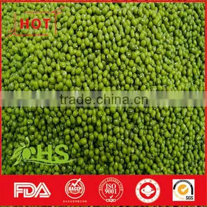 High Quality Green Mung Bean for Sale thumbnail-6