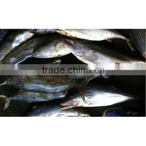 Frozen Skipjack Tuna Whole Round on Sale thumbnail-1