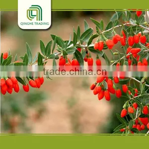 Ningxia Conventional Dried Goji Berries for Sale thumbnail-6